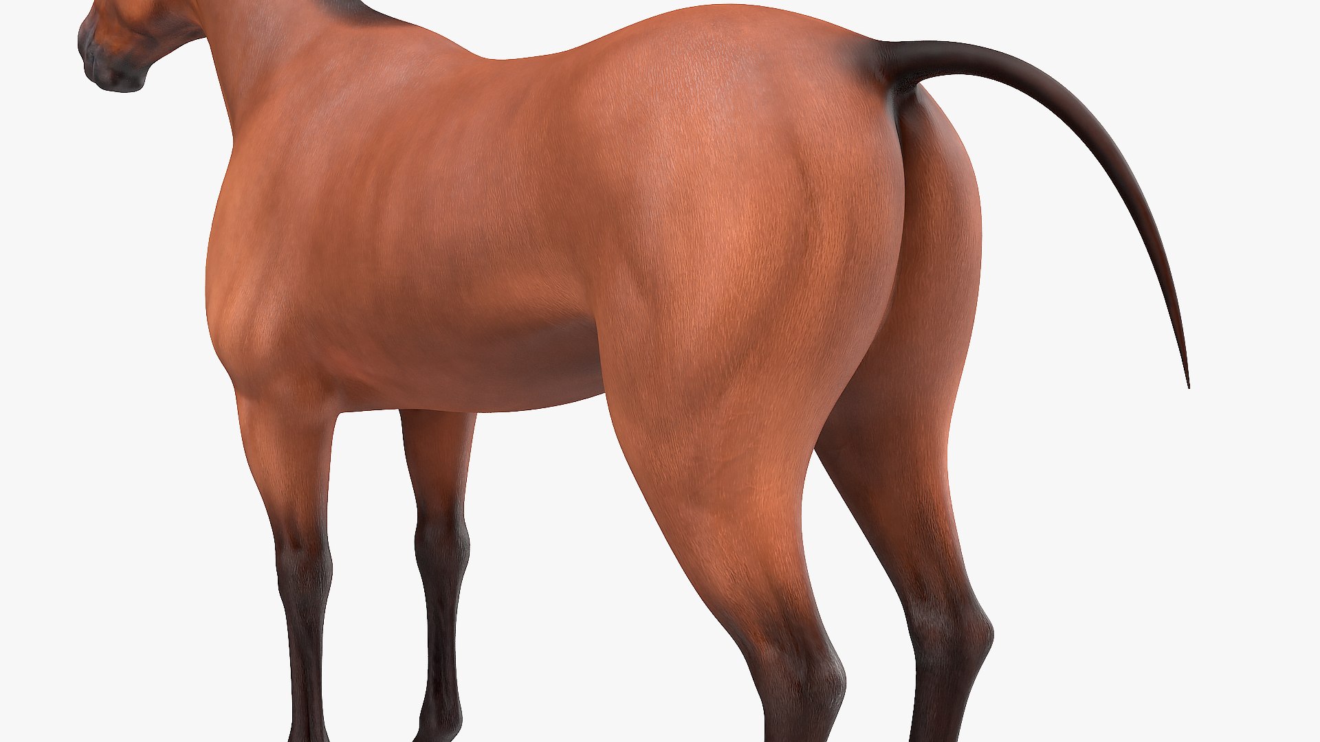 rigged farm animals big 3D model https://p.turbosquid.com/ts-thumb/1o/68NALx/V8HDlsrJ/riggedfarmanimalsbigcollection23dmodel008/jpg/1577594058/1920x1080/fit_q87/cc0b2cd29d3b479c21825c20d545ccaffa586de2/riggedfarmanimalsbigcollection23dmodel008.jpg