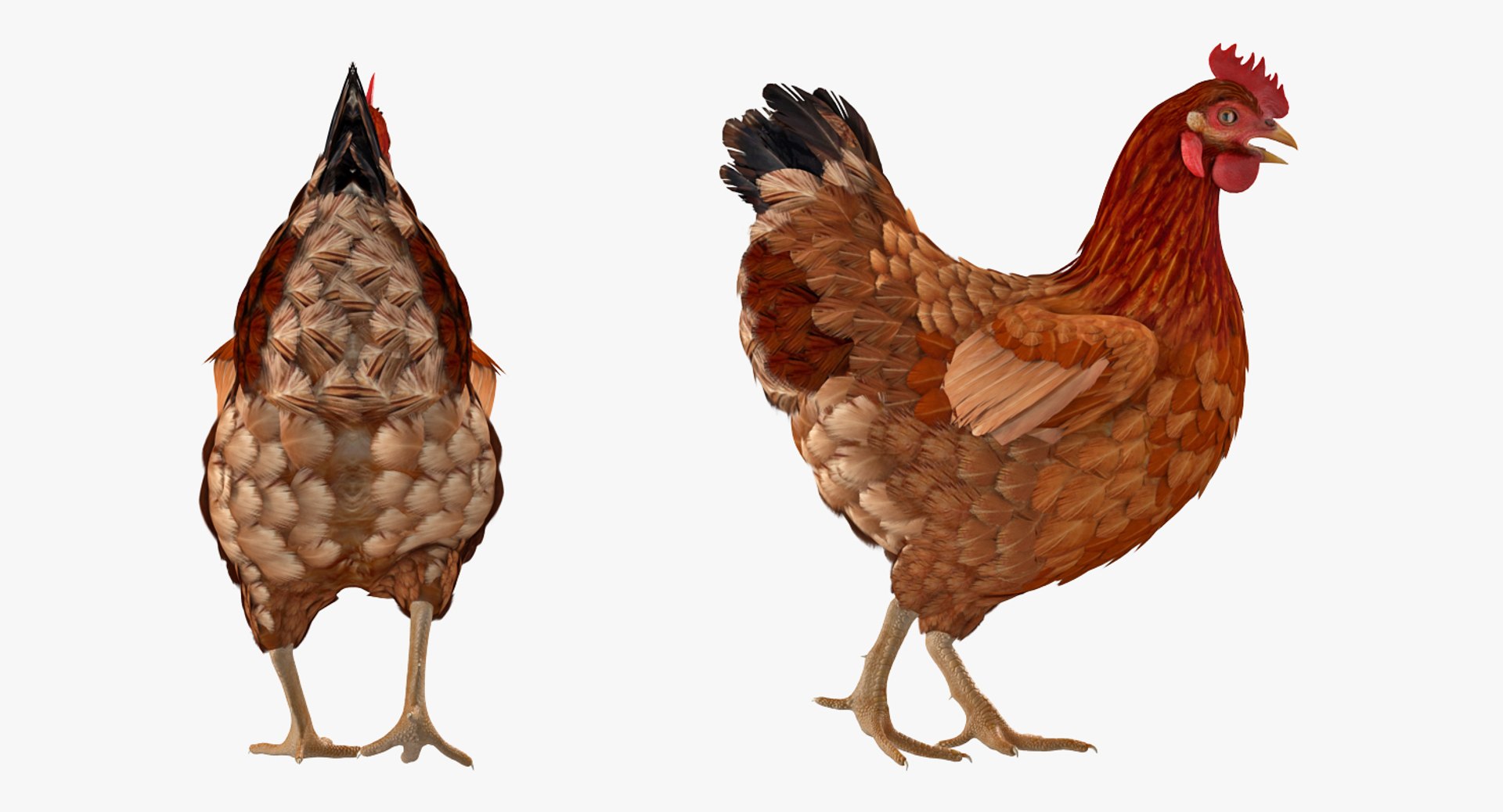 rigged farm animals big 3D model https://p.turbosquid.com/ts-thumb/1o/68NALx/Y8TI67Gq/riggedfarmanimalsbigcollection23dmodel087/jpg/1577594060/1920x1080/fit_q87/7bd927b546e8c19a31baab56685bfc785148be9e/riggedfarmanimalsbigcollection23dmodel087.jpg
