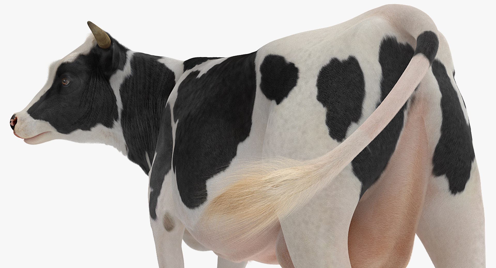 rigged farm animals big 3D model https://p.turbosquid.com/ts-thumb/1o/68NALx/aJWdlXoc/riggedfarmanimalsbigcollection23dmodel054/jpg/1577594059/1920x1080/fit_q87/aebd0abe5a2d4f037f29a49f996ff8adb2d25942/riggedfarmanimalsbigcollection23dmodel054.jpg