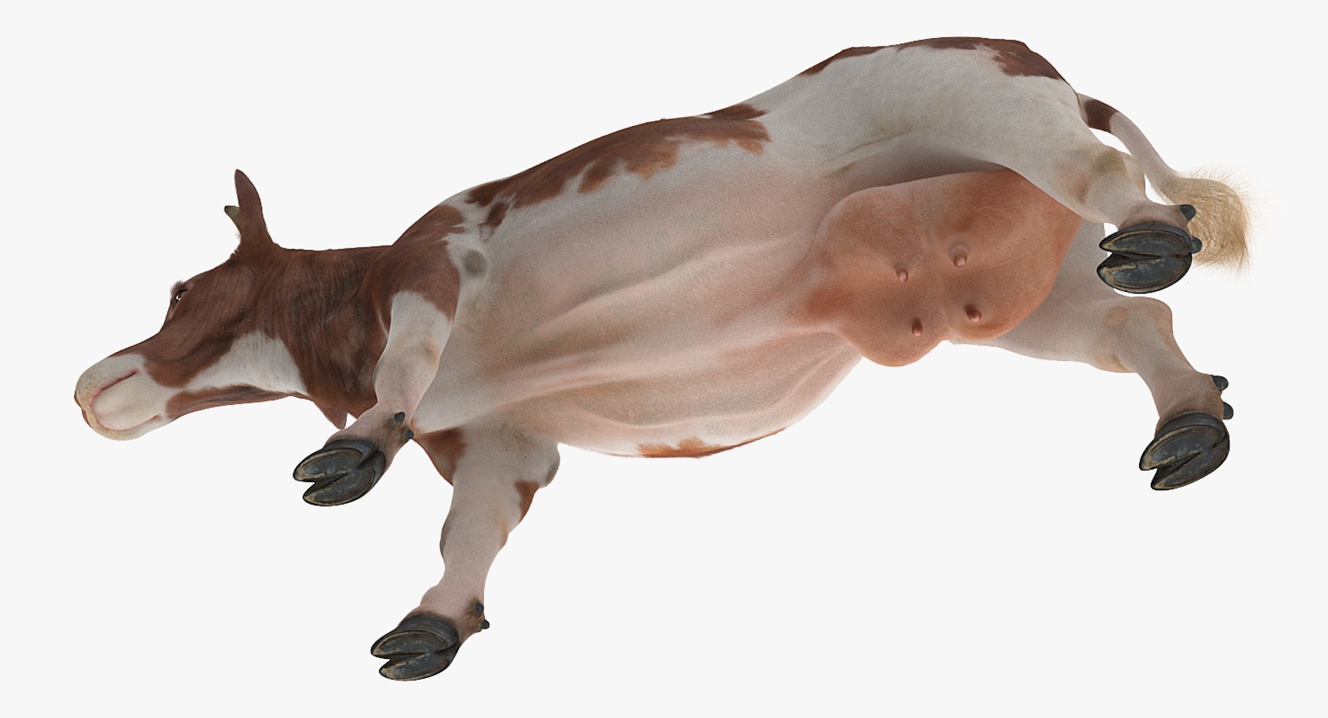 rigged farm animals big 3D model https://p.turbosquid.com/ts-thumb/1o/68NALx/ejgleeiT/riggedfarmanimalsbigcollection23dmodel065/jpg/1577594060/1920x1080/fit_q87/980538cc827cb170dea7c4f04e20f4e9963ed91f/riggedfarmanimalsbigcollection23dmodel065.jpg