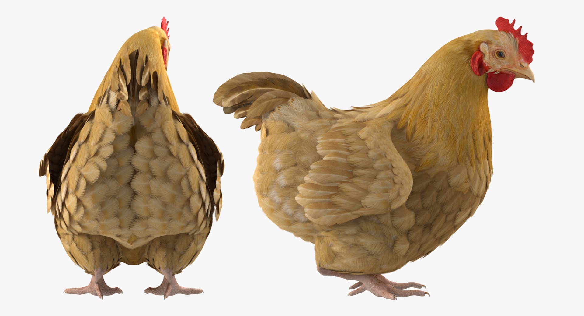 rigged farm animals big 3D model https://p.turbosquid.com/ts-thumb/1o/68NALx/sGW1pCru/riggedfarmanimalsbigcollection23dmodel082/jpg/1577594060/1920x1080/fit_q87/08fa2abdeba93fc211ca4af827fcd75e2fb413e8/riggedfarmanimalsbigcollection23dmodel082.jpg