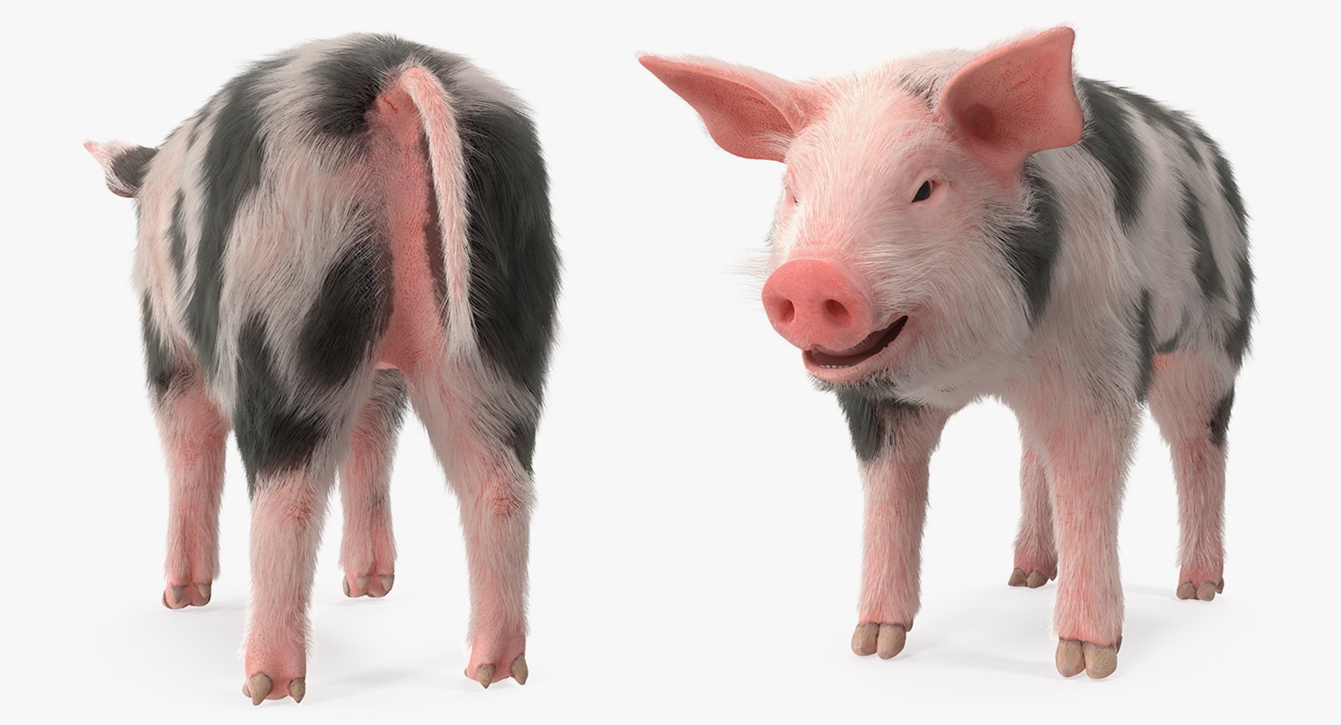 rigged farm animals big 3D model https://p.turbosquid.com/ts-thumb/1o/68NALx/uKcuk89e/riggedfarmanimalsbigcollection23dmodel025/jpg/1577594059/1920x1080/fit_q87/0eb168df77cad8c7d37503f221669a730031cddc/riggedfarmanimalsbigcollection23dmodel025.jpg