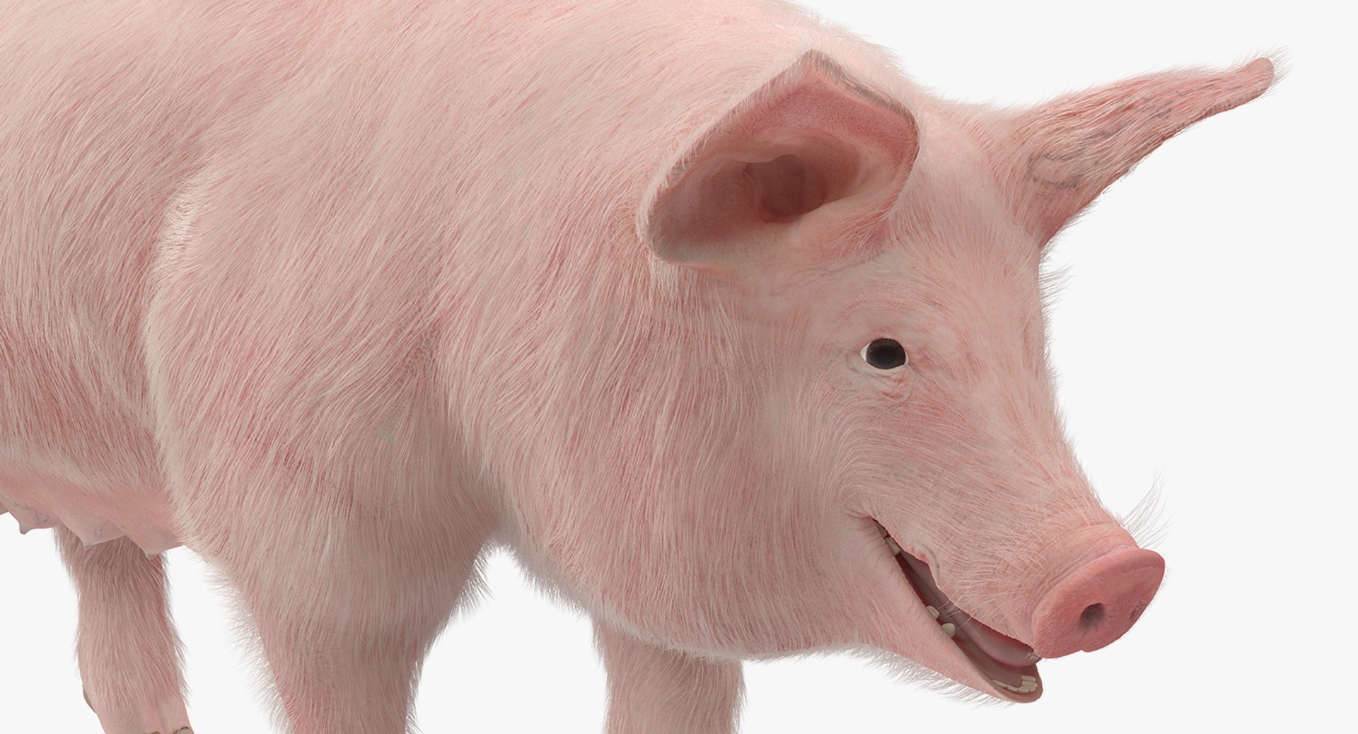 rigged farm animals big 3D model https://p.turbosquid.com/ts-thumb/1o/68NALx/xRTRXuLM/riggedfarmanimalsbigcollection23dmodel036/jpg/1577594059/1920x1080/fit_q87/f8a59299ef6de77d36b35747cb3acfbd592bbae4/riggedfarmanimalsbigcollection23dmodel036.jpg