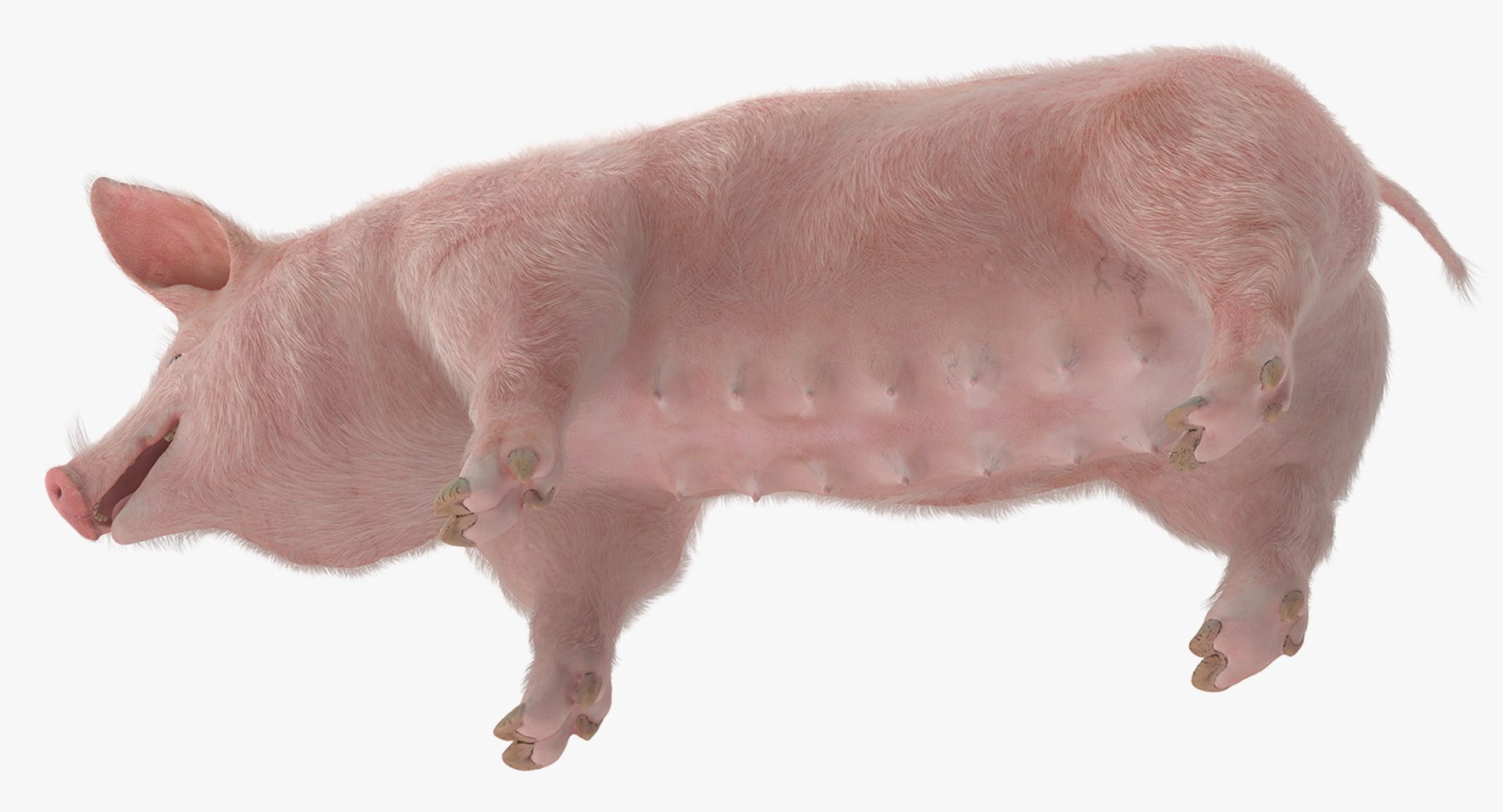 rigged farm animals big 3D model https://p.turbosquid.com/ts-thumb/1o/68NALx/zq7oXPEB/riggedfarmanimalsbigcollection23dmodel038/jpg/1577594059/1920x1080/fit_q87/4ce8b134f05668eca3174625086e5fd1e85eb63c/riggedfarmanimalsbigcollection23dmodel038.jpg