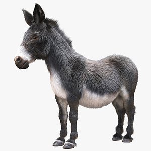 Donkey
