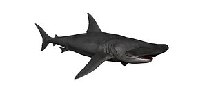 3D hammer headed shark model