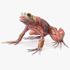 Frog Anatomy Complete Body