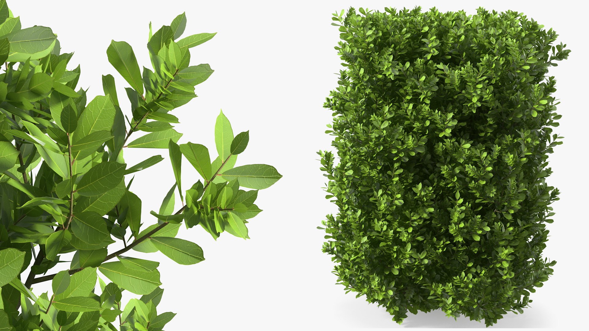 Laurus Collection 3D model https://p.turbosquid.com/ts-thumb/1o/Wr6AC2/2P/laurusnobilisbushmb3dmodel001/jpg/1661338360/1920x1080/fit_q87/1d119852c5fc0ea46a19e543f0fafb2e23ad2f70/laurusnobilisbushmb3dmodel001.jpg