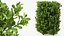 Laurus Collection