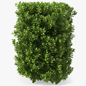 laurus nobilis bush 3D