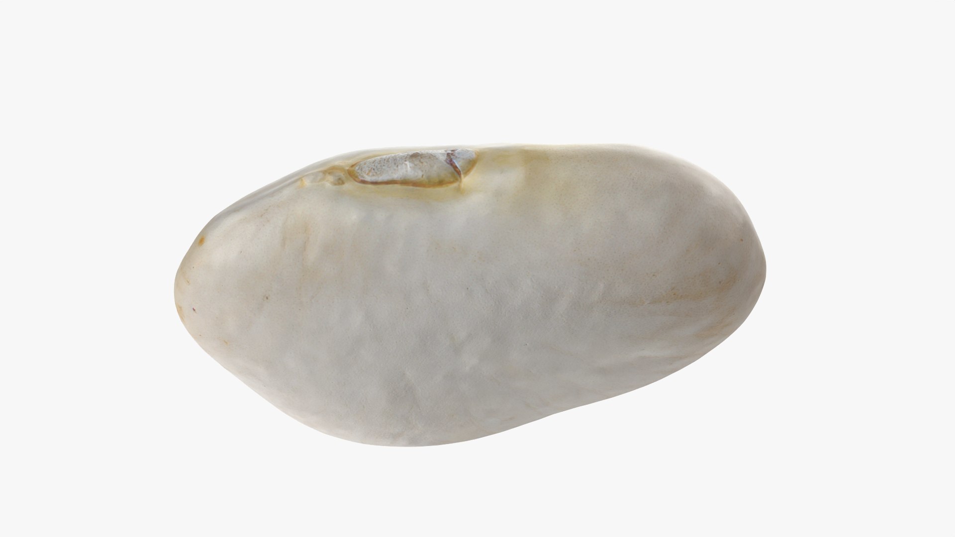 3D model Lima Bean 01 - 3D Scanned https://p.turbosquid.com/ts-thumb/1o/f9t6HR/3l/limabean01_0010/png/1770127194/1920x1080/fit_q87/9936eb5154f3b95065a9e41dbfb4881dd1f37d93/limabean01_0010.jpg