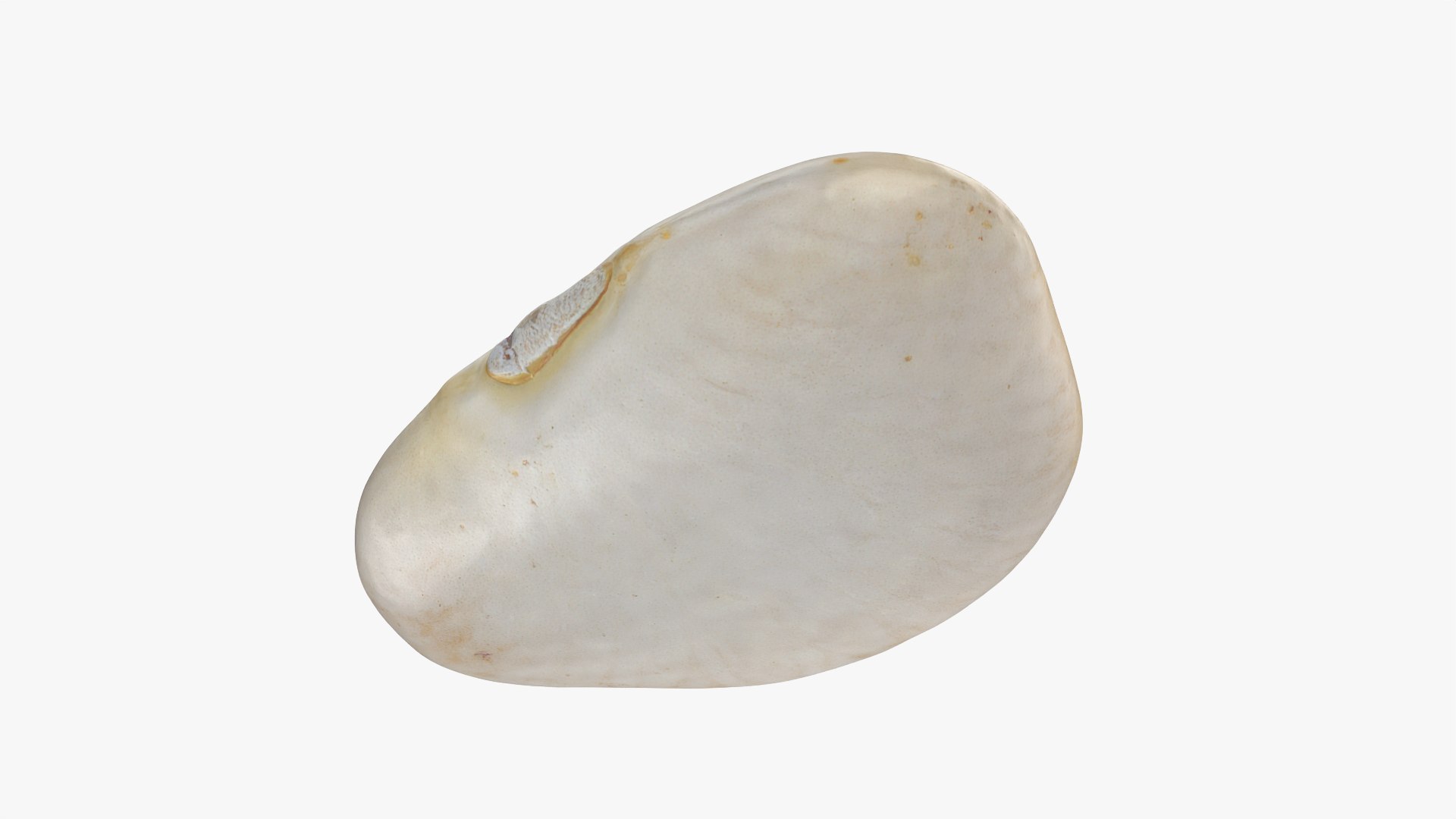 3D model Lima Bean 01 - 3D Scanned https://p.turbosquid.com/ts-thumb/1o/f9t6HR/5m/limabean01_0004/png/1770127196/1920x1080/fit_q87/6e00bc5ee6363486a49e29d7b41da6eb3876ae68/limabean01_0004.jpg