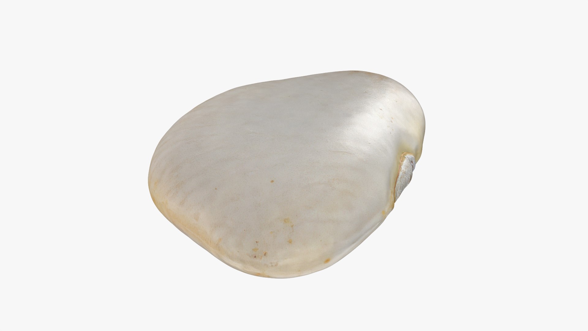3D model Lima Bean 01 - 3D Scanned https://p.turbosquid.com/ts-thumb/1o/f9t6HR/Gl/limabean01_0007/png/1770127184/1920x1080/fit_q87/2644ffb7713bde55bd7686b8fc9c847db5f1fbd9/limabean01_0007.jpg
