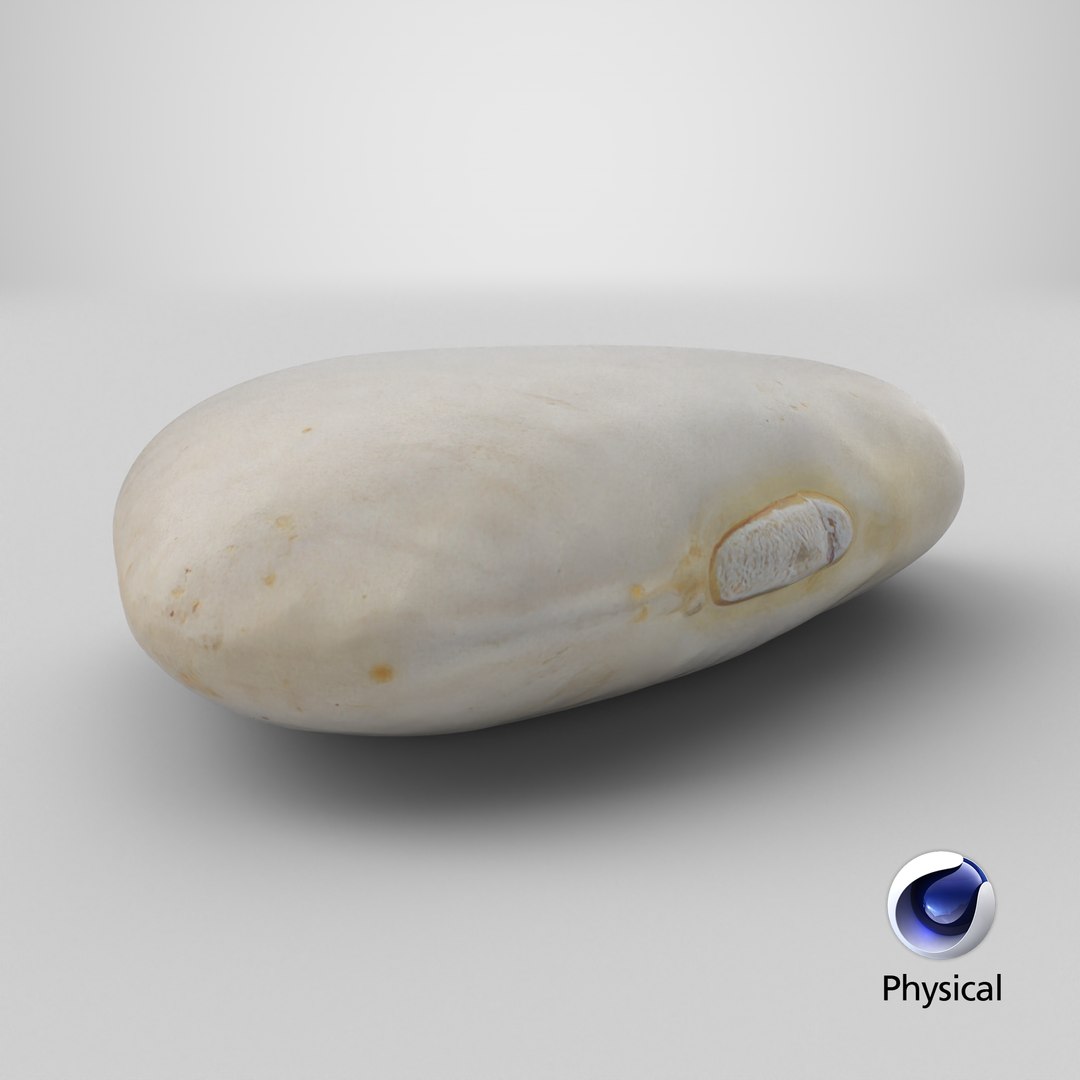 3D model Lima Bean 01 - 3D Scanned https://p.turbosquid.com/ts-thumb/1o/f9t6HR/L0/stemcell_cinema_4d_physical_render/png/1770841217/1920x1080/fit_q87/01b23b32adea8acd24c8d9bc19b06ed72355fe57/stemcell_cinema_4d_physical_render.jpg
