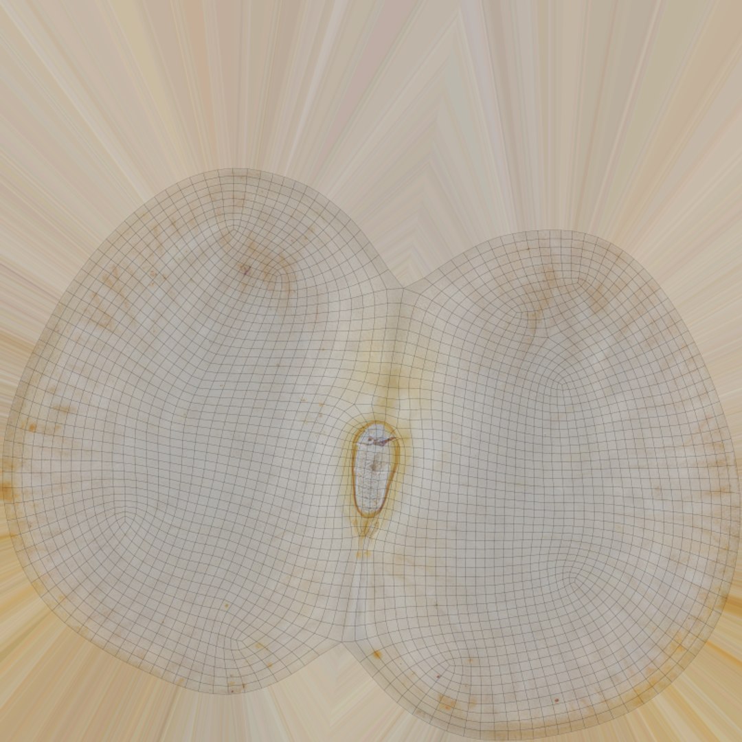 3D model Lima Bean 01 - 3D Scanned https://p.turbosquid.com/ts-thumb/1o/f9t6HR/Tw/limabean01_e0004/png/1770127199/1920x1080/fit_q87/193a36f364d96df1887f04ffddf961fb604bbe5c/limabean01_e0004.jpg