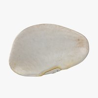 Lima Bean 01 - 3D Scanned