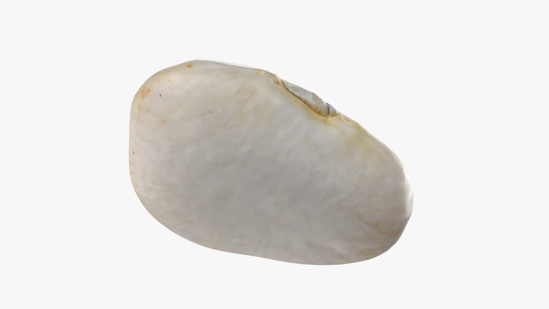 3D model Lima Bean 01 - 3D Scanned https://p.turbosquid.com/ts-thumb/1o/f9t6HR/a6/limabean01_0012/png/1770127196/1920x1080/fit_q87/72135892409a28d2ec70611777e109d6a03df2fa/limabean01_0012.jpg