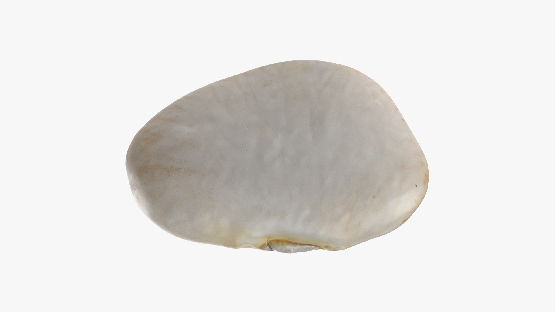 3D model Lima Bean 01 - 3D Scanned https://p.turbosquid.com/ts-thumb/1o/f9t6HR/aK/limabean01_0003/png/1770127179/1920x1080/fit_q87/bcf32ac3b509d5ef6baa0e1ac4c1c5a42b00f26c/limabean01_0003.jpg