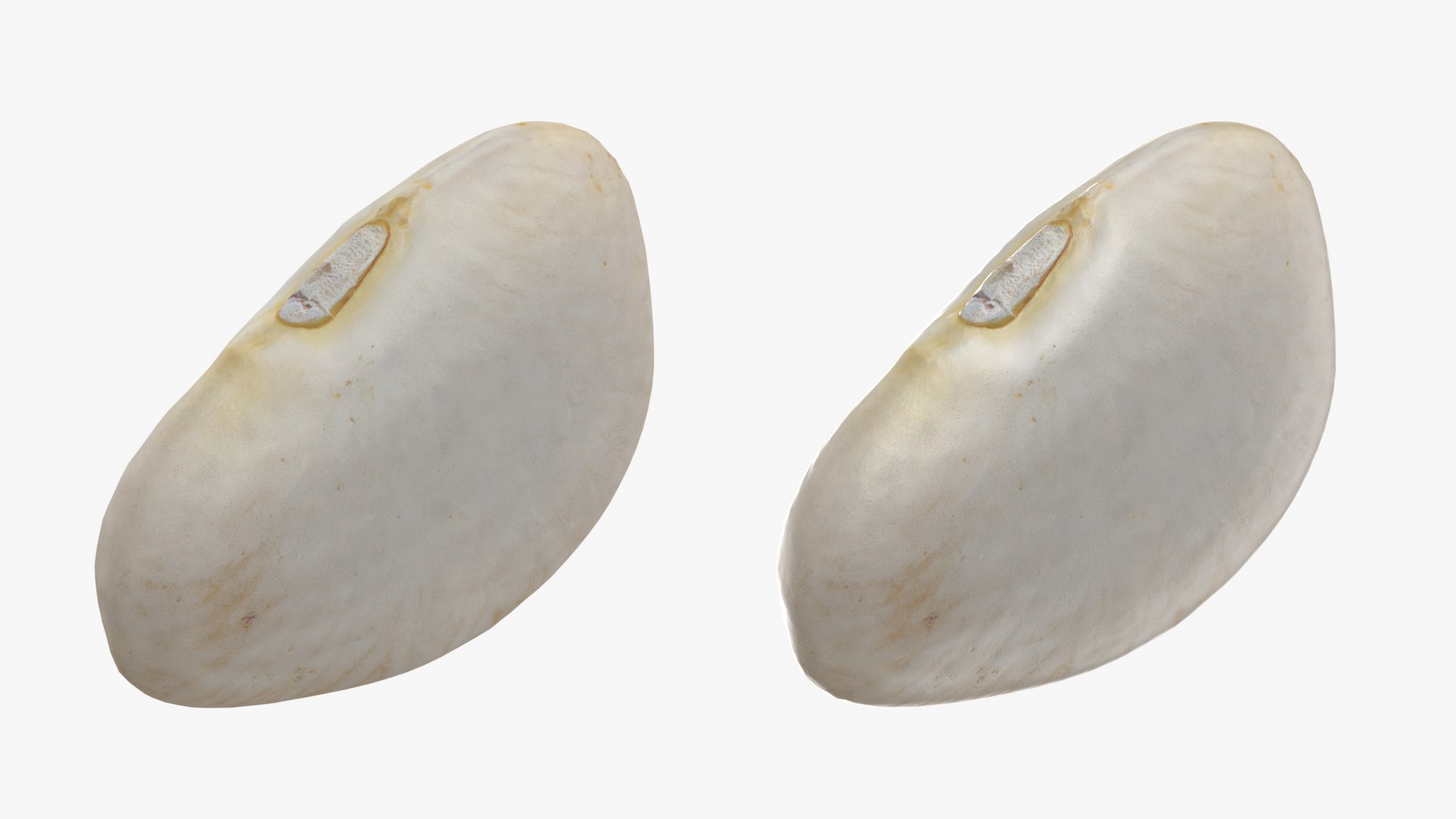 3D model Lima Bean 01 - 3D Scanned https://p.turbosquid.com/ts-thumb/1o/f9t6HR/cj/limabean01_0001b/png/1770127178/1920x1080/fit_q87/b2041b34e114abdd50ddb5c72cdd290a4eabe6bc/limabean01_0001b.jpg
