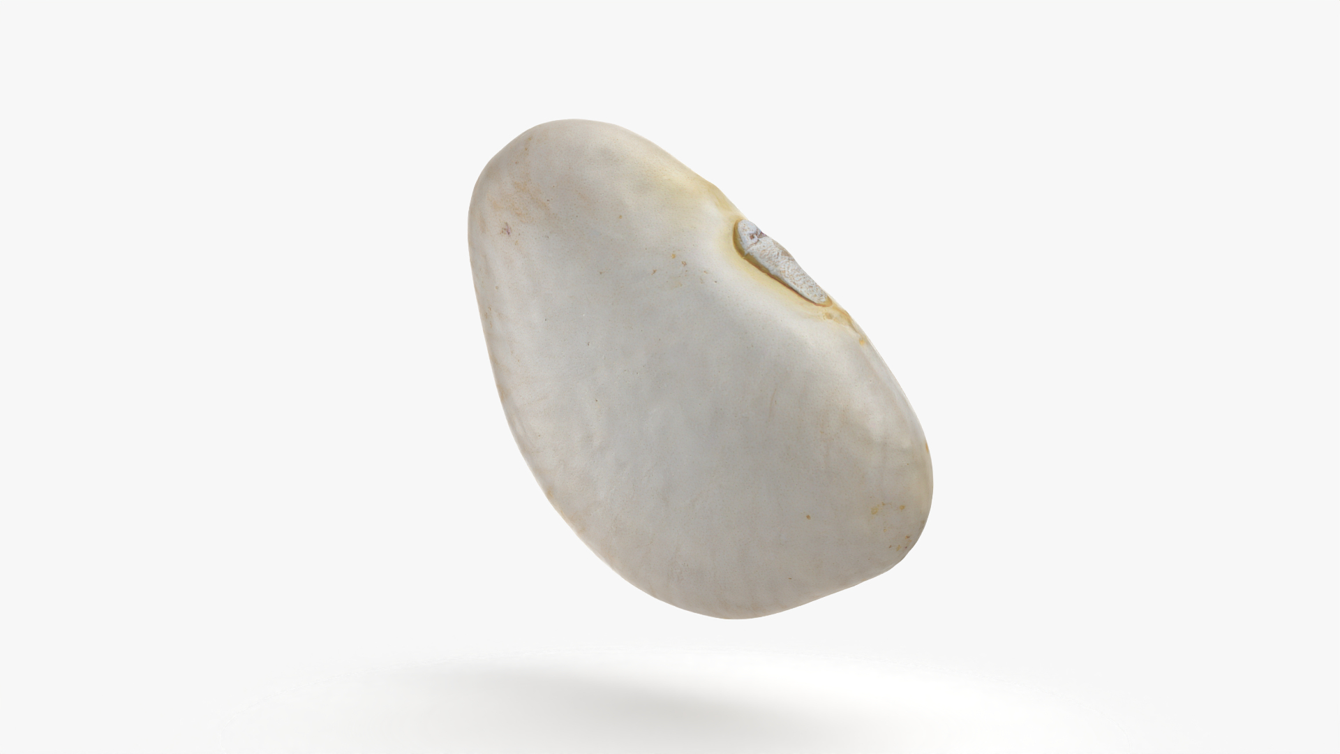3D model Lima Bean 01 - 3D Scanned https://p.turbosquid.com/ts-thumb/1o/f9t6HR/fq/limabean01/png/1770793812/1920x1080/turn_fit_q99/37b6804b77fb1303e9e3386d014fb3d0a6495ddd/limabean01-1.jpg
