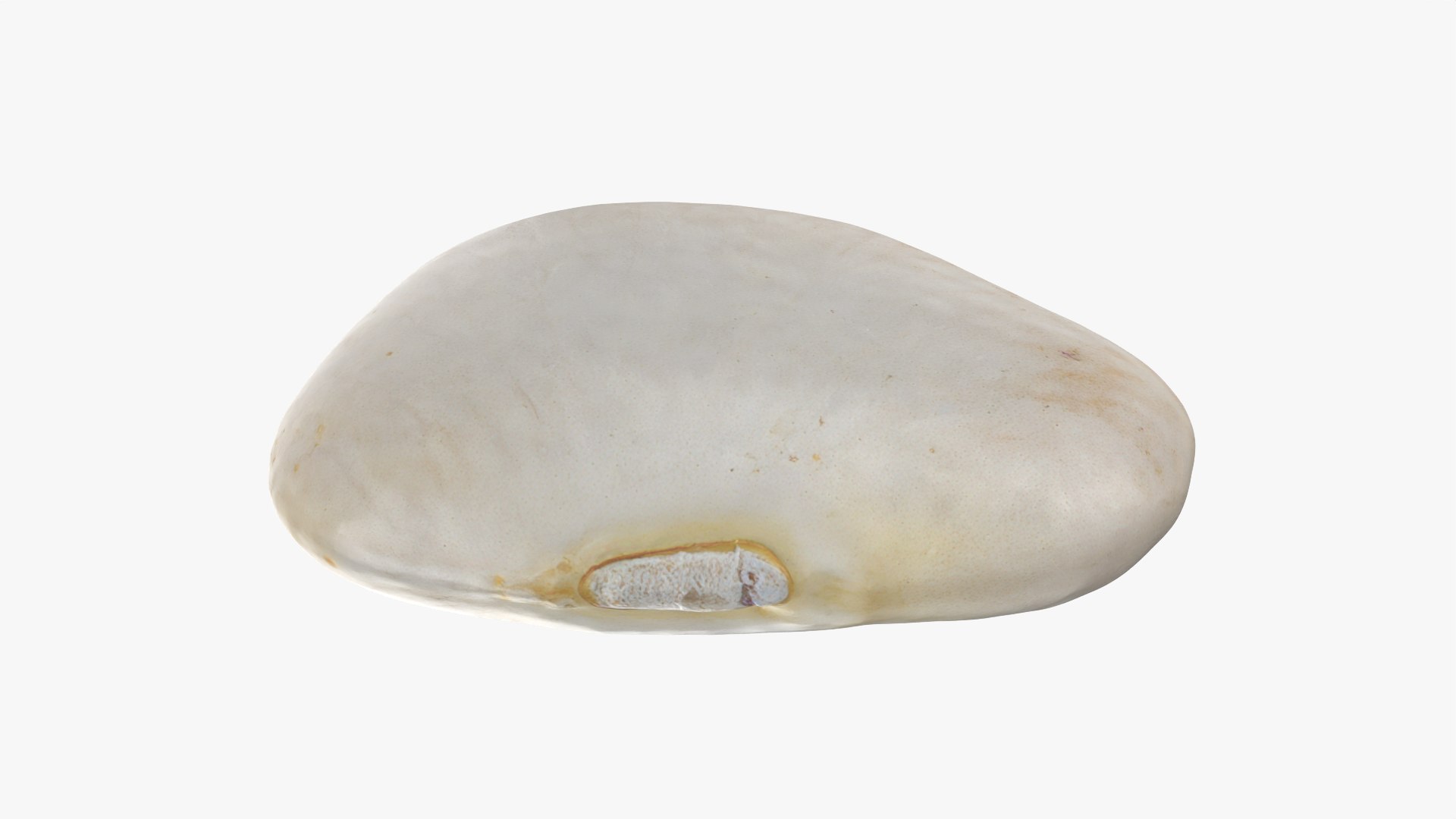 3D model Lima Bean 01 - 3D Scanned https://p.turbosquid.com/ts-thumb/1o/f9t6HR/jm/limabean01_0005/png/1770127182/1920x1080/fit_q87/5e254c08d1826385f7fbec1d89a44a233d1ca110/limabean01_0005.jpg