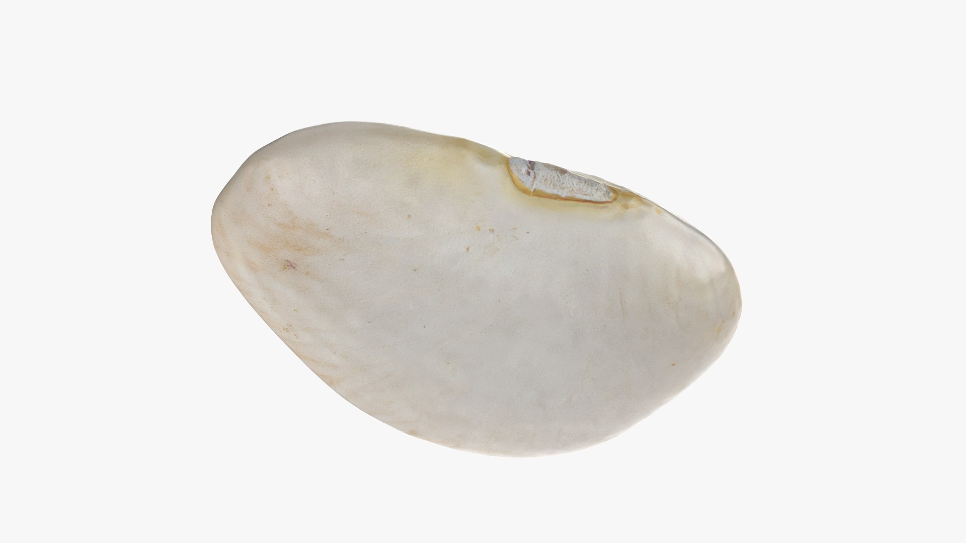 3D model Lima Bean 01 - 3D Scanned https://p.turbosquid.com/ts-thumb/1o/f9t6HR/lJ/limabean01_0002/png/1770127179/1920x1080/fit_q87/744e315e94dc5d1e99a3c494293831d6dae37271/limabean01_0002.jpg