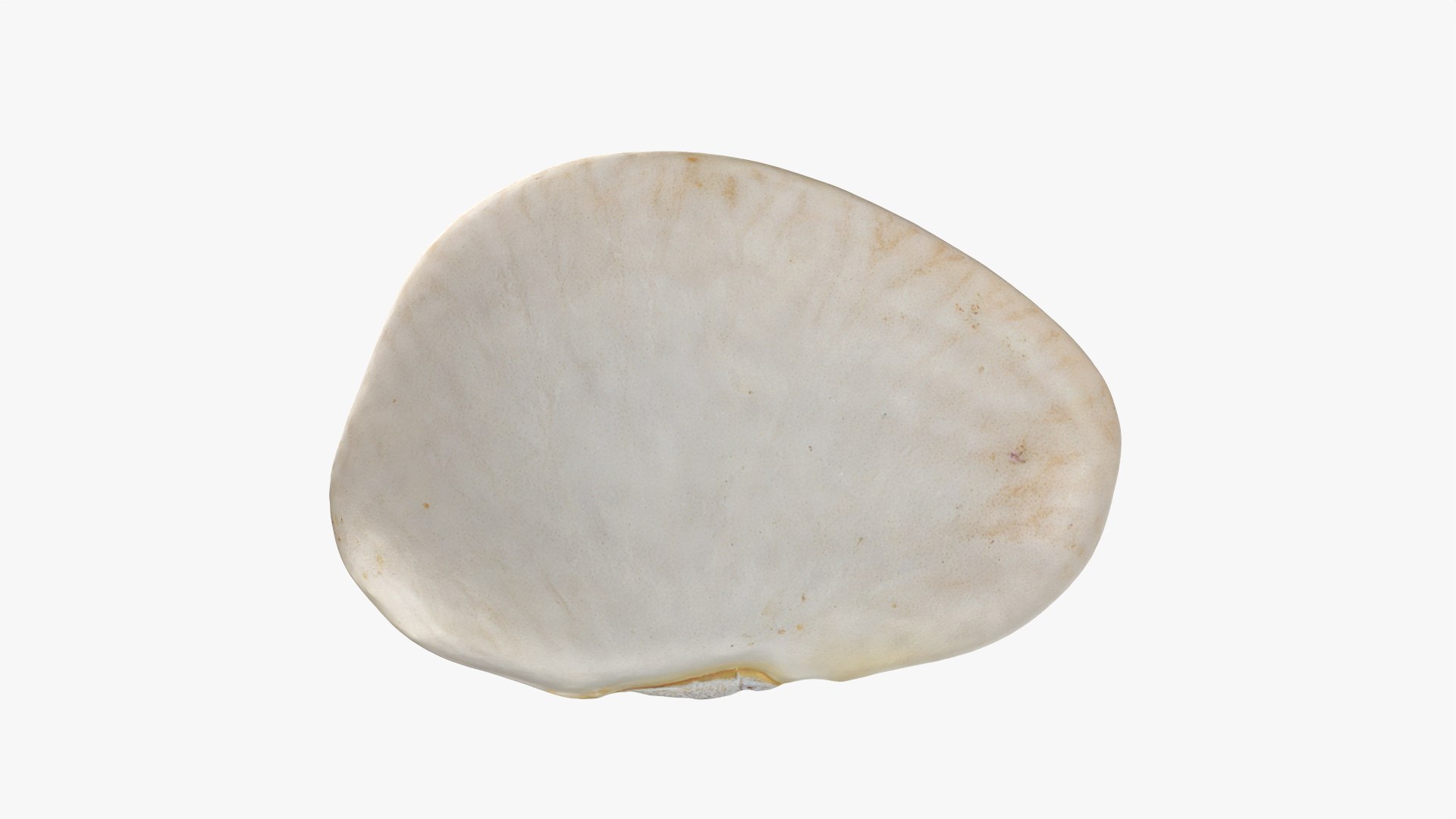 3D model Lima Bean 01 - 3D Scanned https://p.turbosquid.com/ts-thumb/1o/f9t6HR/lt/limabean01_0006/png/1770127187/1920x1080/fit_q87/23b3990d042af8d77218d1f4204488c498495449/limabean01_0006.jpg