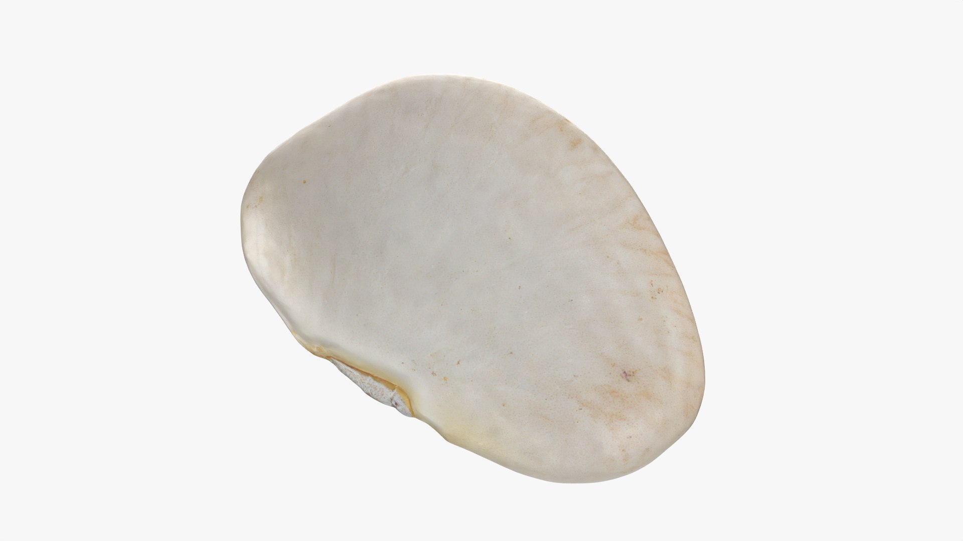 3D model Lima Bean 01 - 3D Scanned https://p.turbosquid.com/ts-thumb/1o/f9t6HR/w7/limabean01_0011/png/1770127192/1920x1080/fit_q87/5fd218cb409c84d7a4cd3788b51eb83f37ed09b0/limabean01_0011.jpg