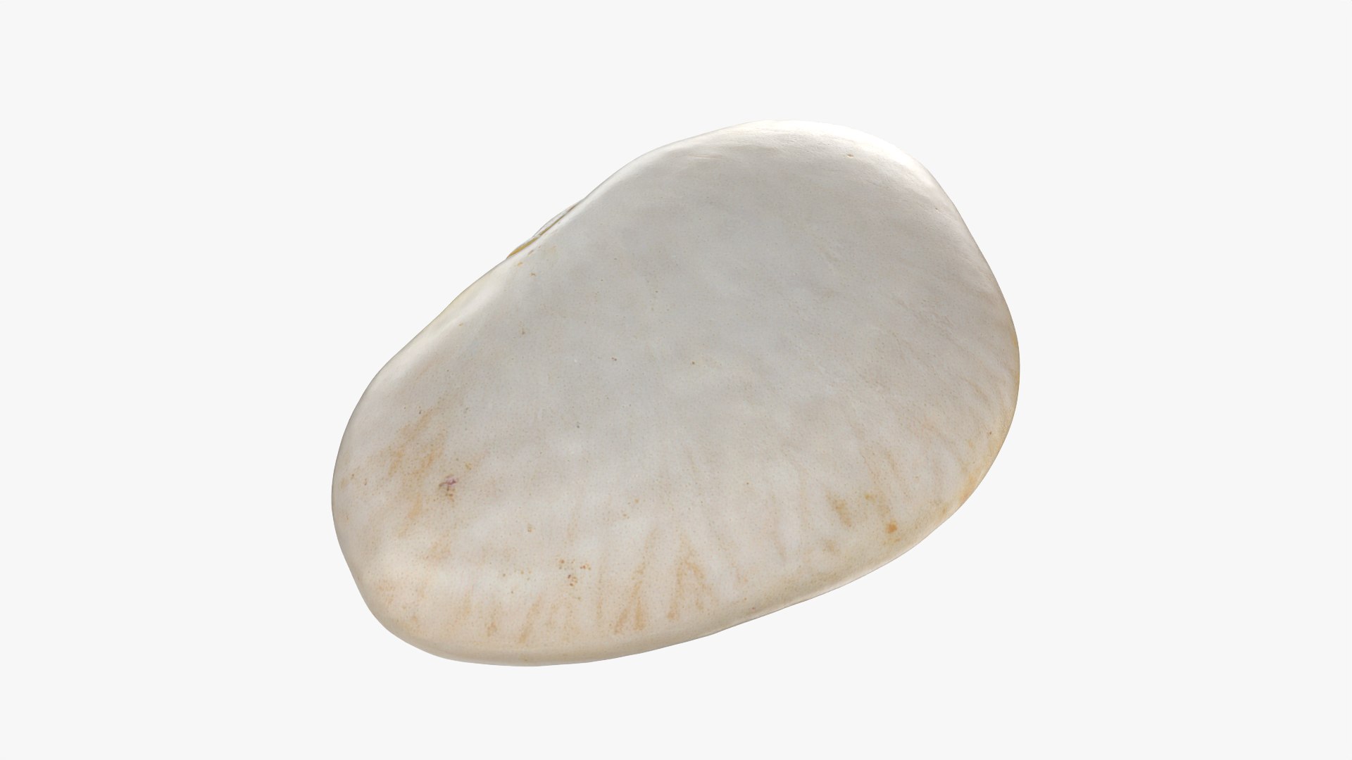 3D model Lima Bean 01 - 3D Scanned https://p.turbosquid.com/ts-thumb/1o/f9t6HR/w9/limabean01_0009/png/1770127190/1920x1080/fit_q87/15fa1da3b8491c8e1eaa3734e6c9b22f1b891222/limabean01_0009.jpg