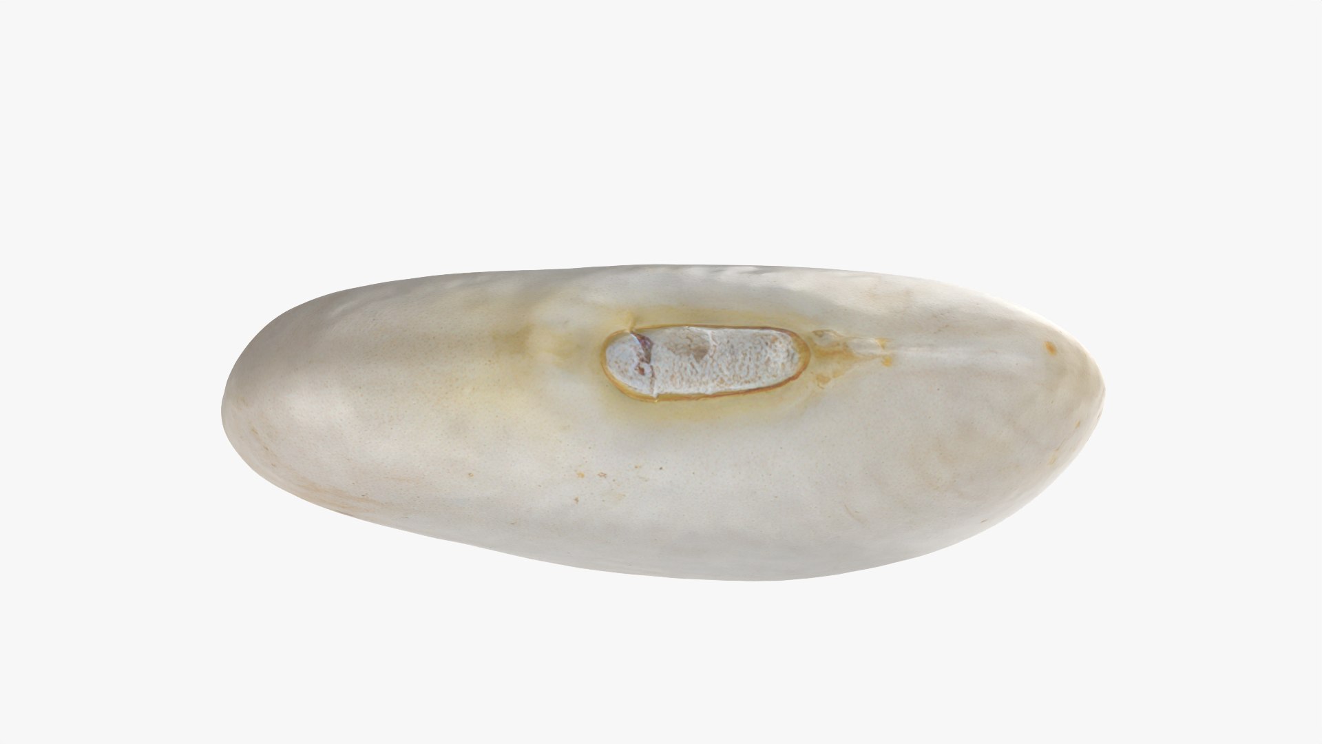 3D model Lima Bean 01 - 3D Scanned https://p.turbosquid.com/ts-thumb/1o/f9t6HR/ww/limabean01_0008/png/1770127187/1920x1080/fit_q87/994563cbdc9bee1368e80564334126437c0c8d05/limabean01_0008.jpg
