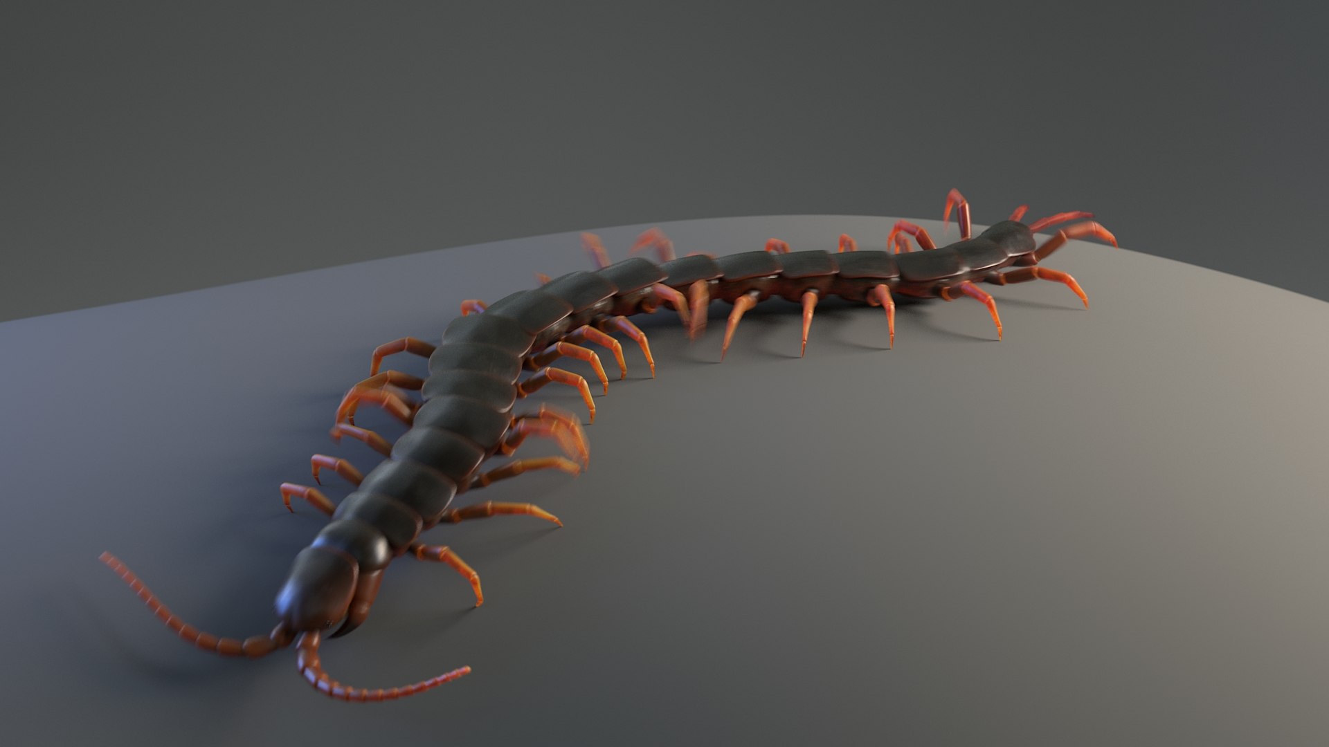 Insects Rigged Collection 3D model https://p.turbosquid.com/ts-thumb/1o/gCGyYj/8U/sclopendra_anim_still_02/jpg/1776090025/1920x1080/fit_q87/6d8a2a5585afde96beb1f91c8606d7792b3c785d/sclopendra_anim_still_02.jpg