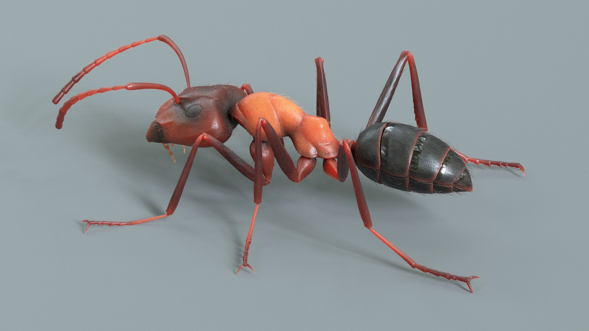 Insects Rigged Collection 3D model https://p.turbosquid.com/ts-thumb/1o/gCGyYj/Fz/ant_red_rigged_06/jpg/1776089980/1920x1080/fit_q87/7f7f318aade0924545420d5df451f769429c440a/ant_red_rigged_06.jpg