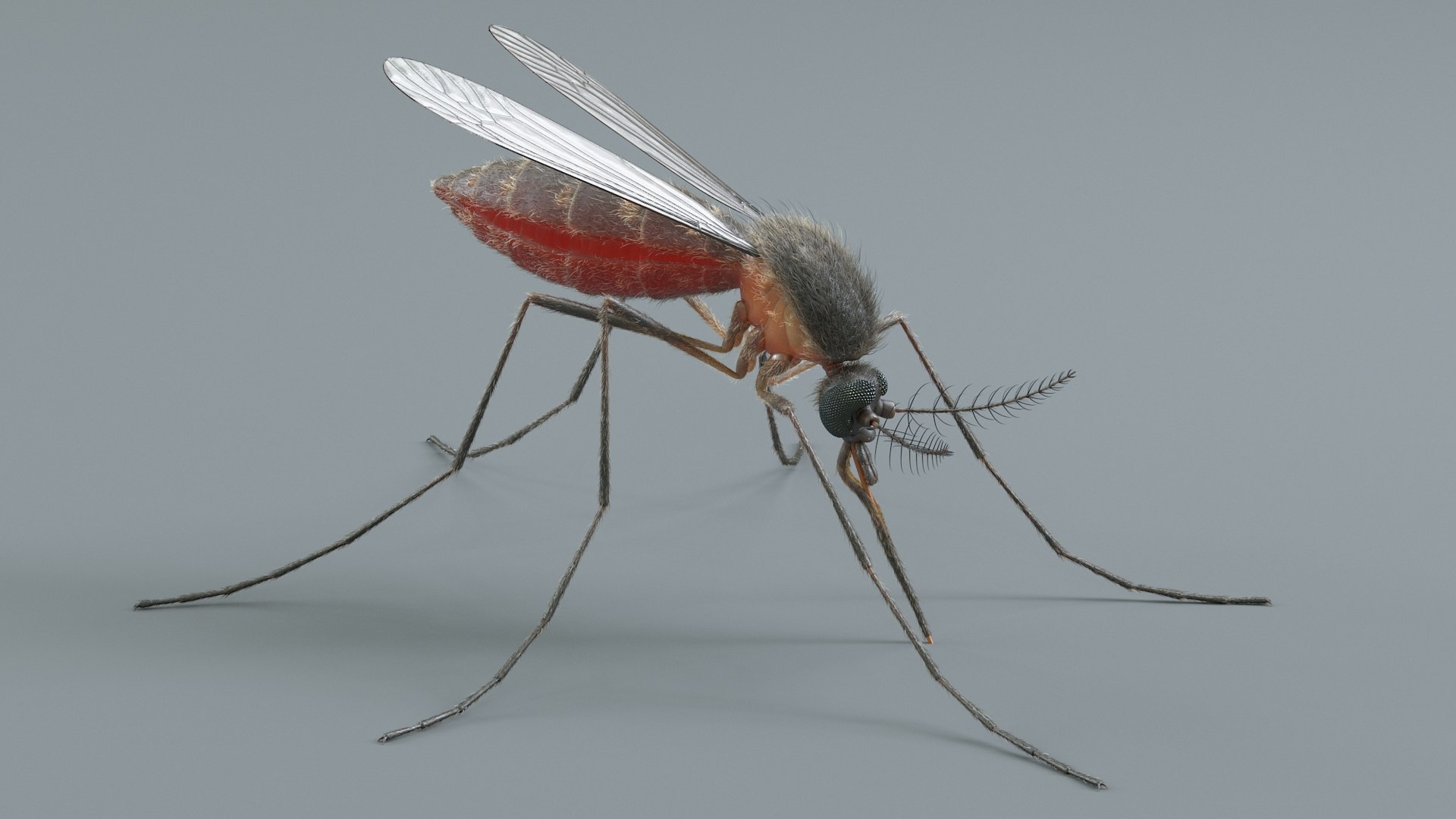 Insects Rigged Collection 3D model https://p.turbosquid.com/ts-thumb/1o/gCGyYj/Hm/mosquito_02/jpg/1776090016/1920x1080/fit_q87/ef30e42d090fdf1430f97e59426adeebfc4c03e3/mosquito_02.jpg