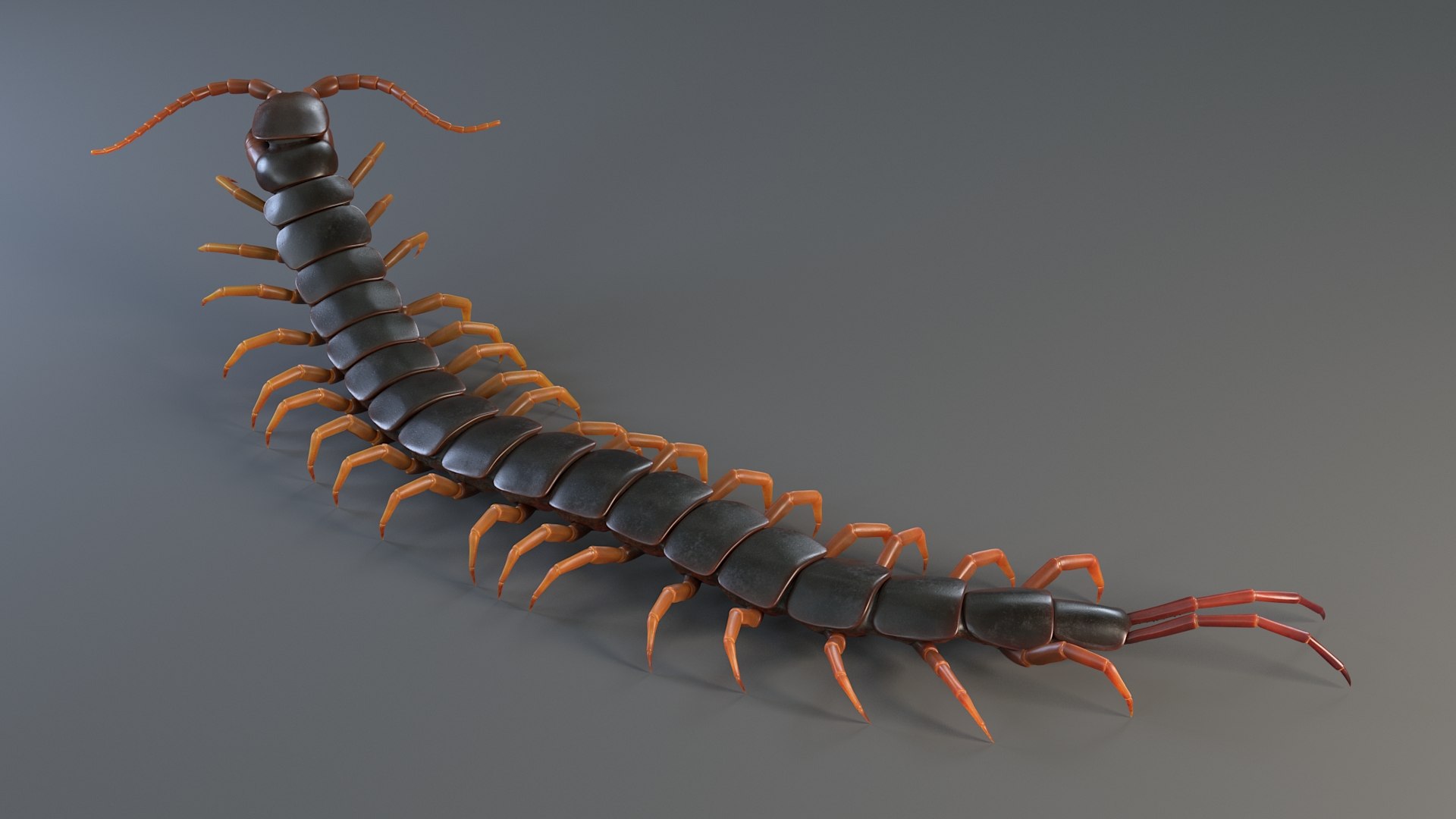 Insects Rigged Collection 3D model https://p.turbosquid.com/ts-thumb/1o/gCGyYj/Ll/sclopendra_10/jpg/1776090023/1920x1080/fit_q87/e99624990bc9f46cfd548d6c340b00c35f08df23/sclopendra_10.jpg
