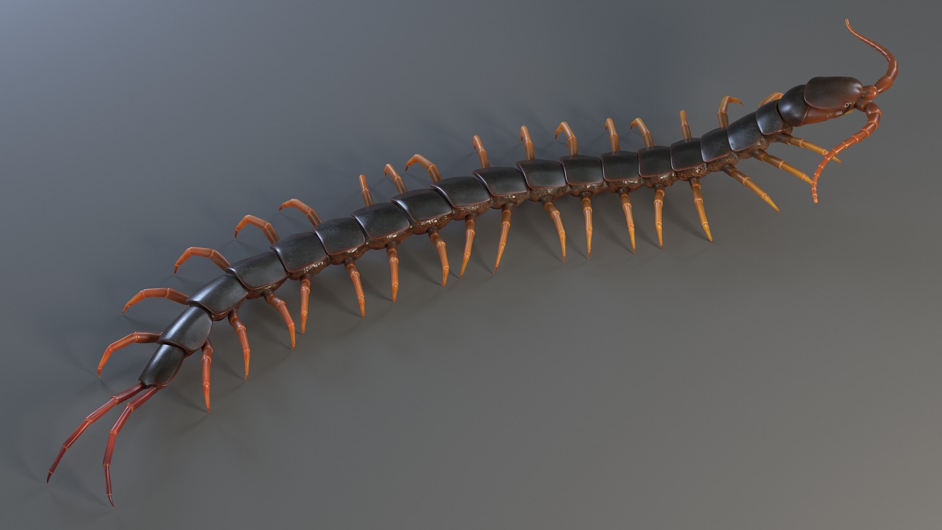 Insects Rigged Collection 3D model https://p.turbosquid.com/ts-thumb/1o/gCGyYj/R5/sclopendra_09/jpg/1776090022/1920x1080/fit_q87/332a60c17d81cec824c002eb6785525b24a3a115/sclopendra_09.jpg