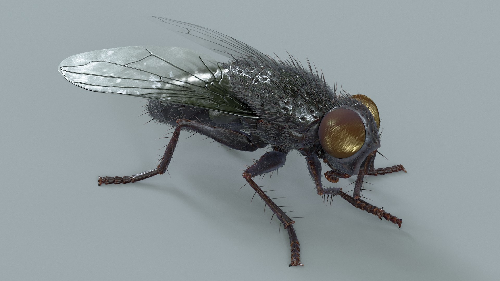 Insects Rigged Collection 3D model https://p.turbosquid.com/ts-thumb/1o/gCGyYj/Sq/fly_black_rigged_02/jpg/1776090002/1920x1080/fit_q87/c61362d1c6924d2acf391ba12b13d1390cf771a9/fly_black_rigged_02.jpg