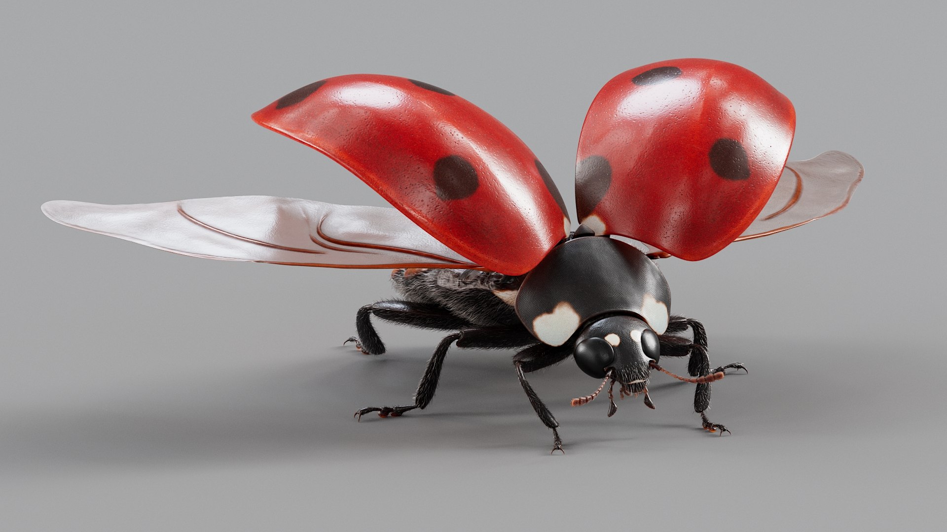 Insects Rigged Collection 3D model https://p.turbosquid.com/ts-thumb/1o/gCGyYj/af/ladybug_main_03/jpg/1776090007/1920x1080/fit_q87/34132f4f46480fe7de141cb3bf52e21f3e8e7cb4/ladybug_main_03.jpg