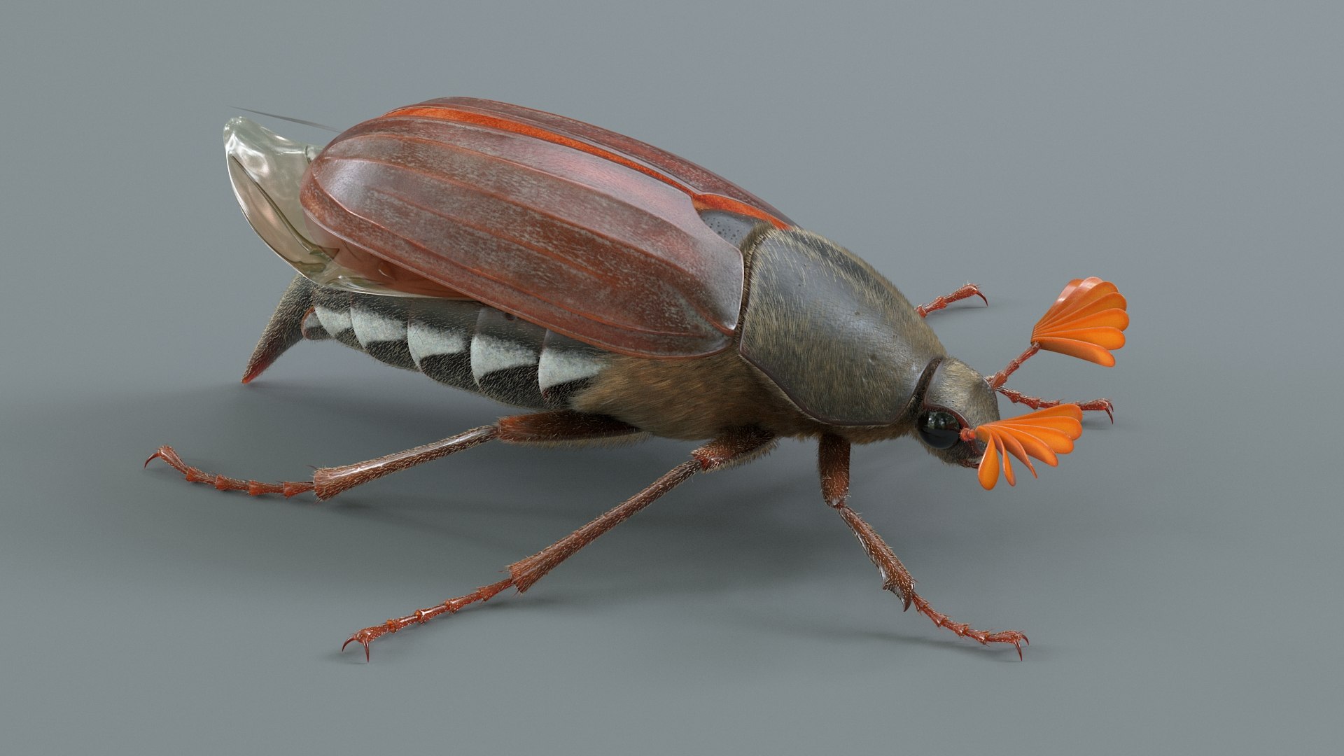 Insects Rigged Collection 3D model https://p.turbosquid.com/ts-thumb/1o/gCGyYj/nr/cockchafer_02/jpg/1776089997/1920x1080/fit_q87/e1258a58053e2647e307e442efbf0757114a330c/cockchafer_02.jpg
