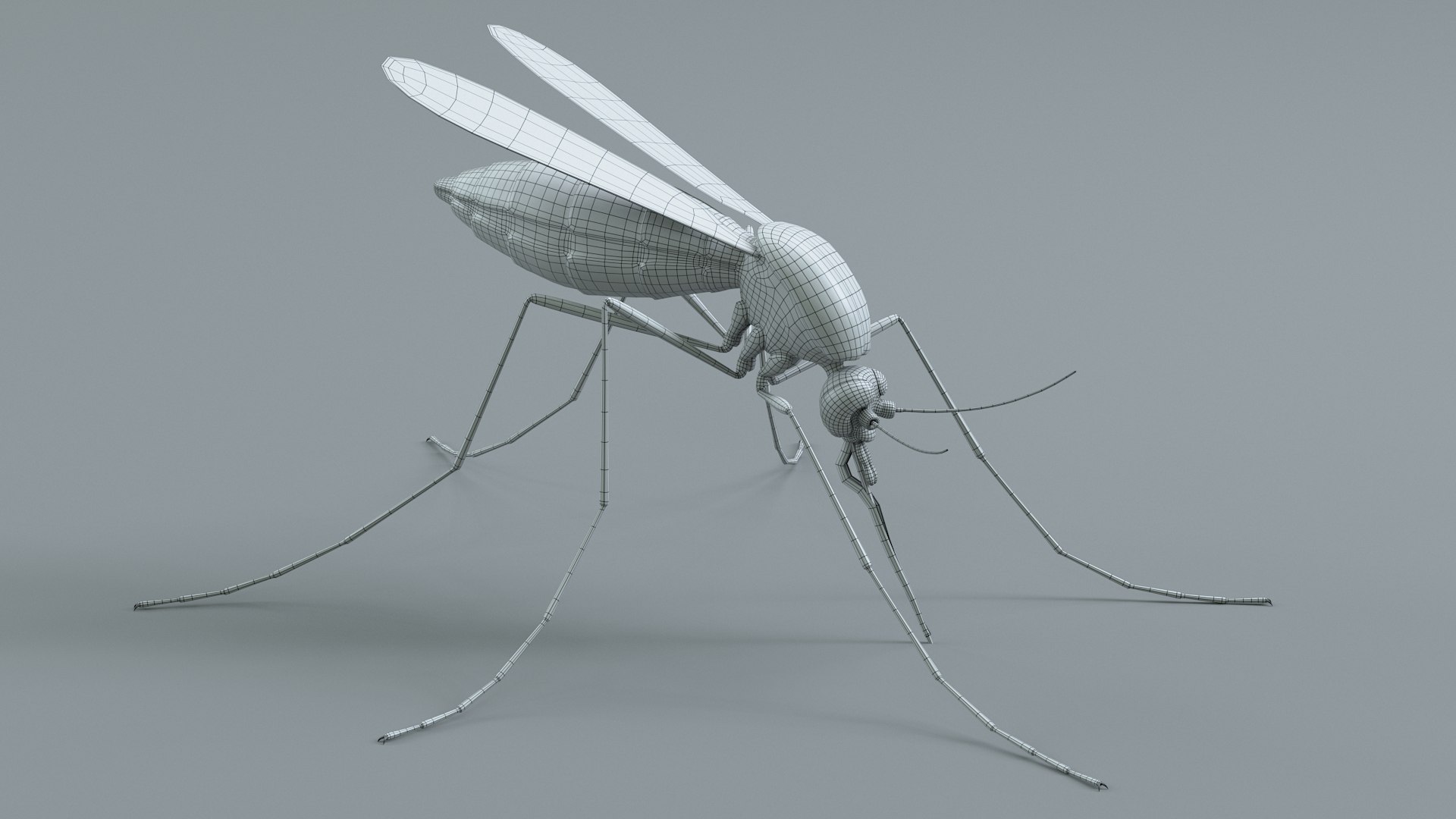 Insects Rigged Collection 3D model https://p.turbosquid.com/ts-thumb/1o/gCGyYj/rk/mosquito_24/jpg/1776090018/1920x1080/fit_q87/5b55b0df8da24915facbc61fd36f83f5c627c12d/mosquito_24.jpg