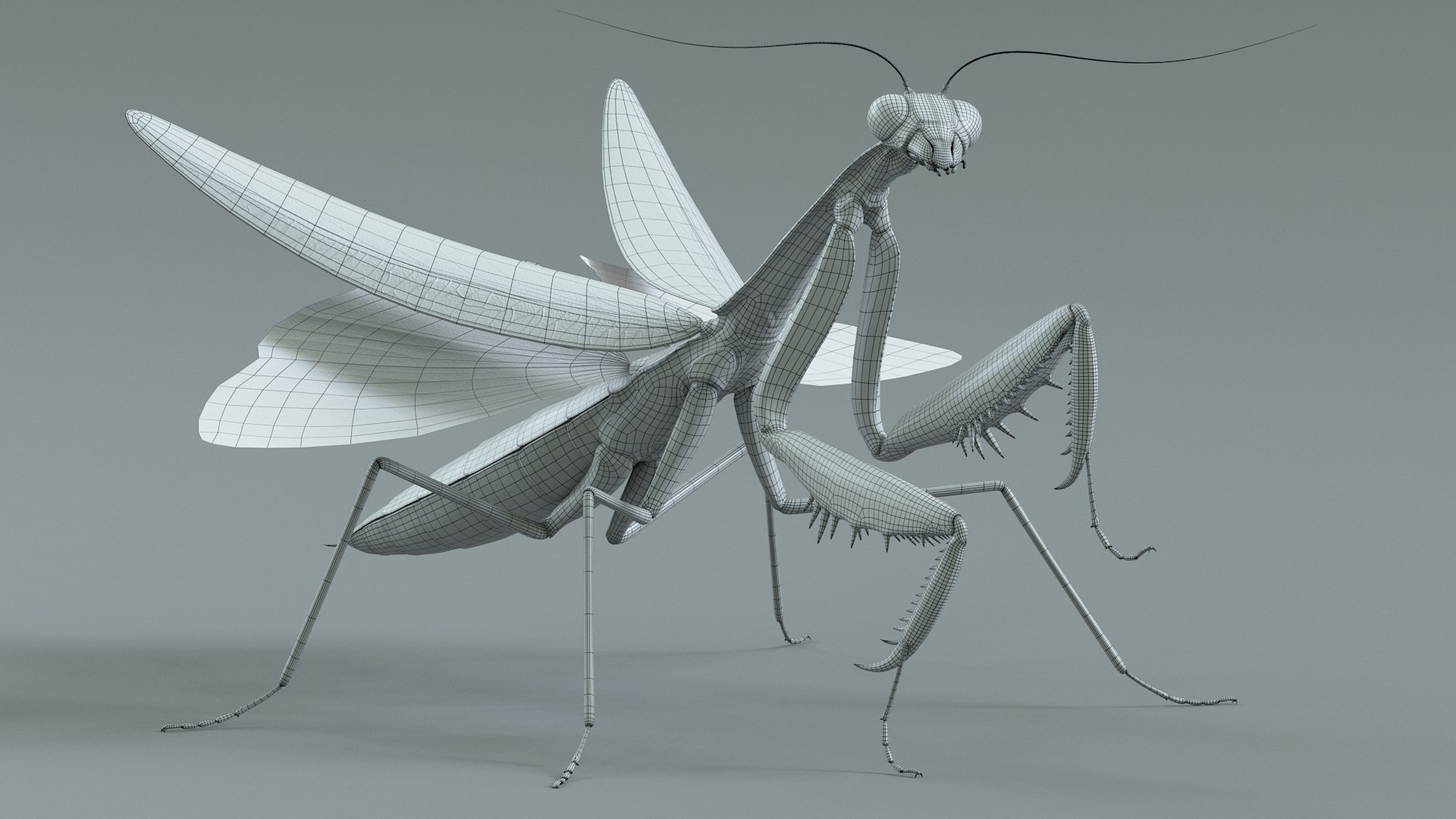 Insects Rigged Collection 3D model https://p.turbosquid.com/ts-thumb/1o/gCGyYj/s3/mantis_30/jpg/1776090011/1920x1080/fit_q87/24f1746bcfdbac5da5f8f39970bd96c2691f20a8/mantis_30.jpg