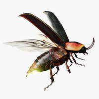 firefly 3D