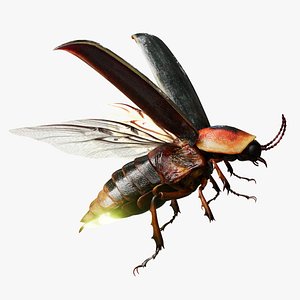 firefly 3D