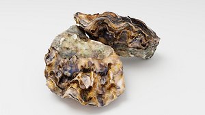 Eastern oyster Crassostrea virginica also called the Atlantic oyster or American oyster 3D model