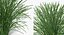 Collection de plantes 3