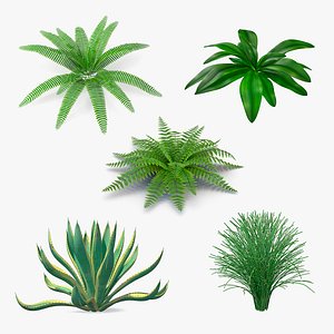 Plants Collection 3
