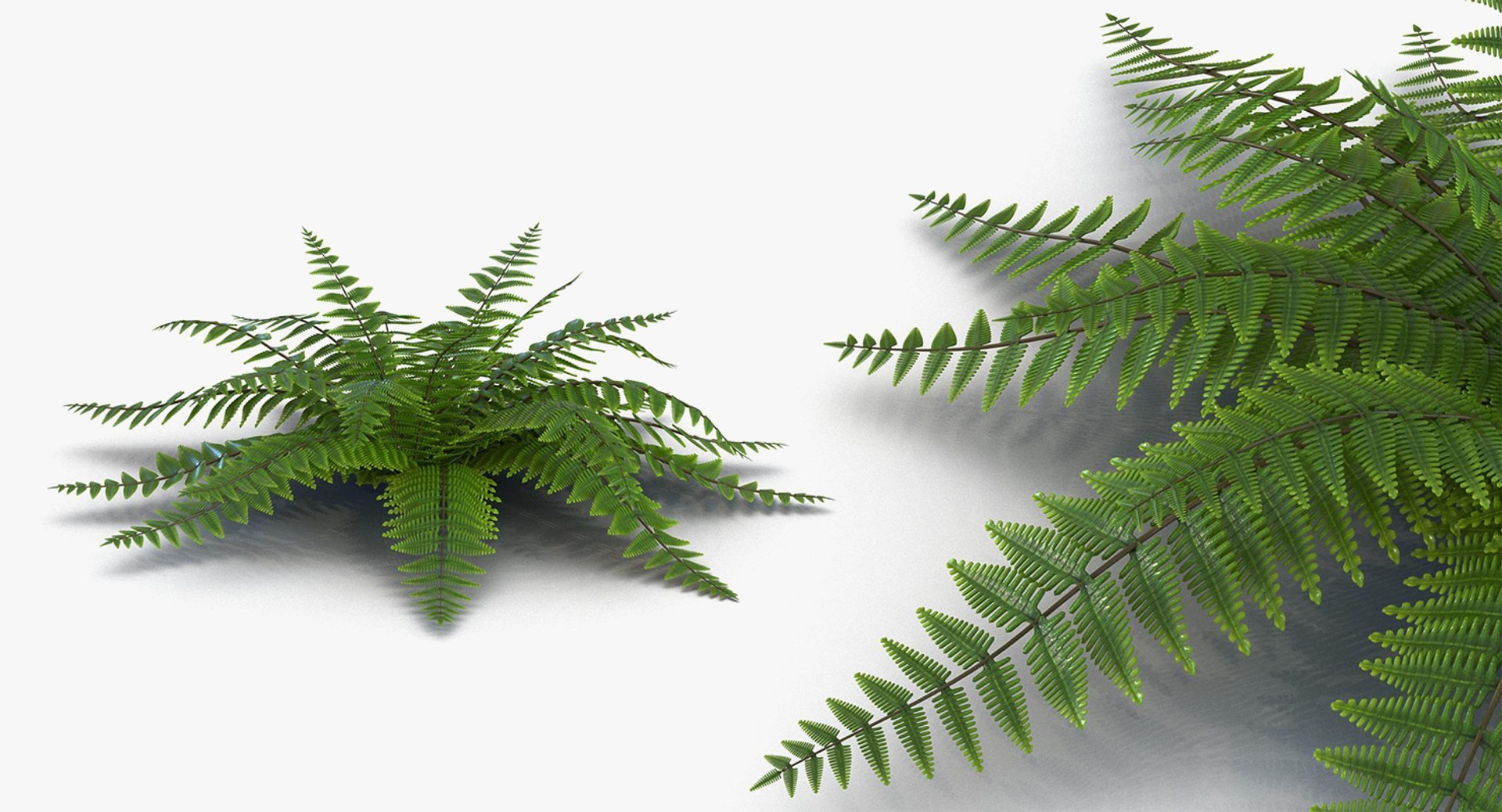 3D Plants Collection 3 https://p.turbosquid.com/ts-thumb/1p/PzTRbB/iH/plants_collection_3_019/jpg/1770762632/1920x1080/fit_q87/12b7cd51f36b0696bd9c05c8d8799100130f051a/plants_collection_3_019.jpg