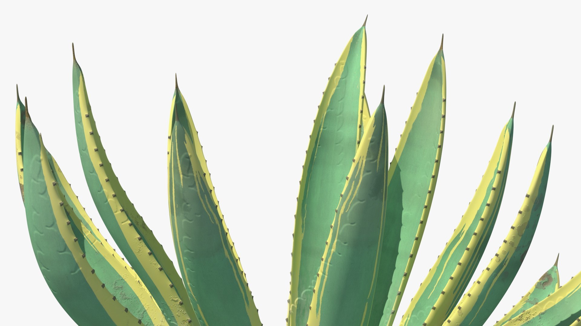 3D Plants Collection 3 https://p.turbosquid.com/ts-thumb/1p/PzTRbB/uV/plants_collection_3_017/jpg/1770762631/1920x1080/fit_q87/30e433f660f77e92c629be4909e2f2bc17feab07/plants_collection_3_017.jpg