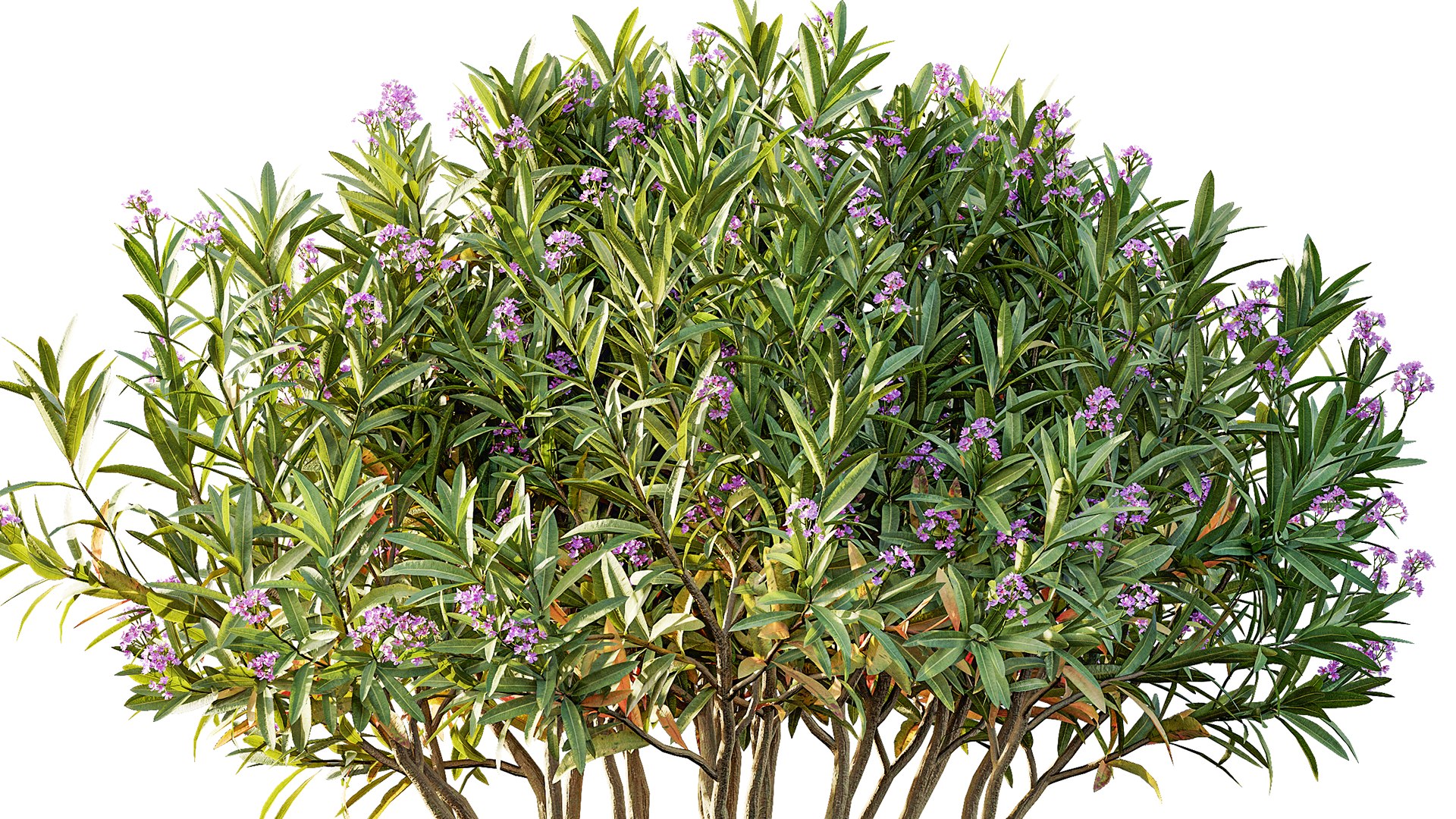 3D AV 14 Different sets of spring and summer shrubs https://p.turbosquid.com/ts-thumb/1p/aKZfd2/AO/02/png/1751176647/1920x1080/fit_q87/9b44db27bc6b38c5ef91eefd18f9e73a81b6bc7e/02.jpg