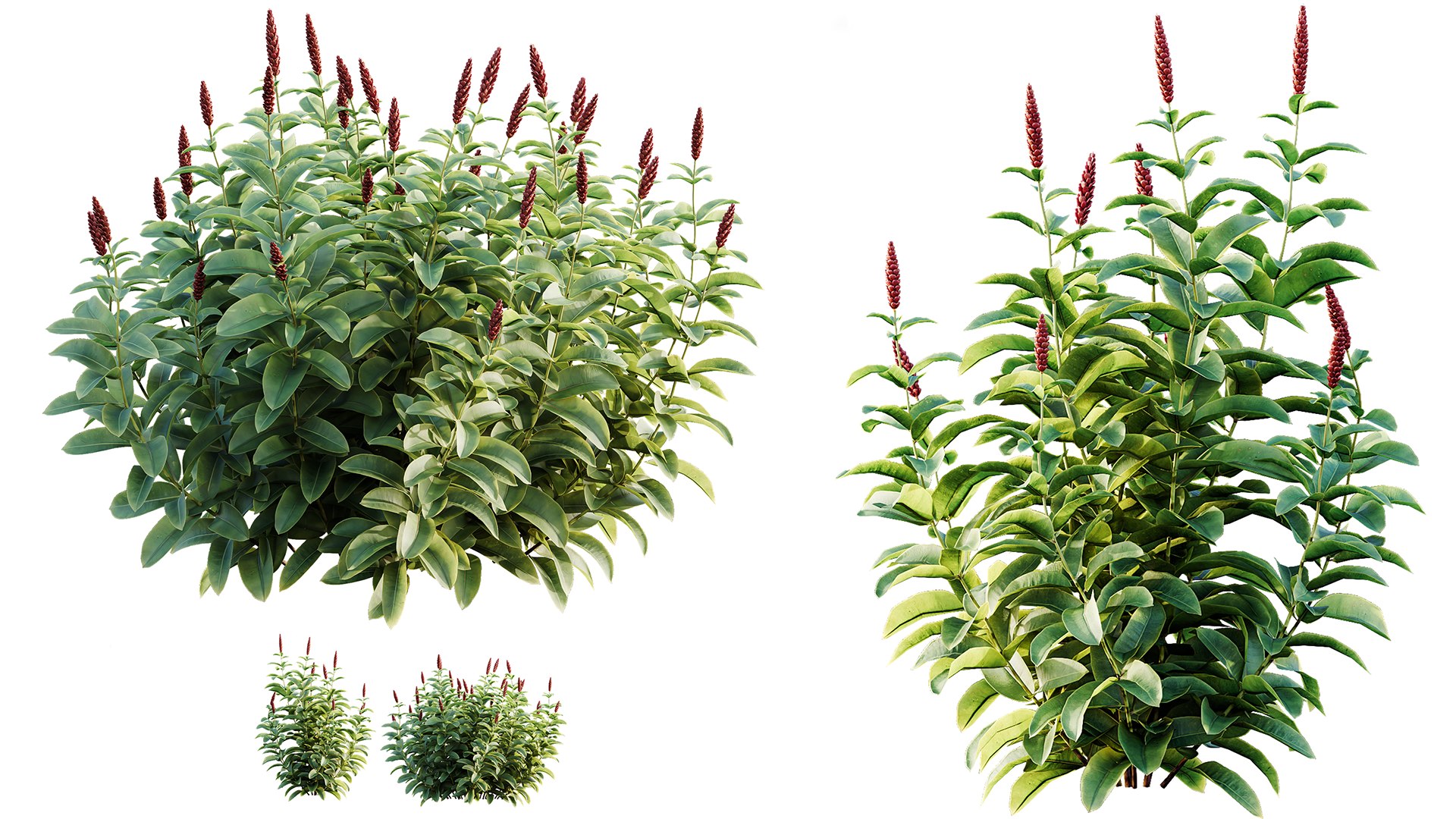 3D AV 14 Different sets of spring and summer shrubs https://p.turbosquid.com/ts-thumb/1p/aKZfd2/HT/03/png/1749710747/1920x1080/fit_q87/0ca836e5581dd0a1c9e8b59cf03d397071e769f3/03.jpg