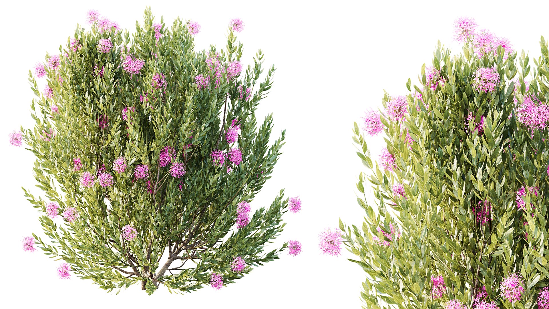 3D AV 14 Different sets of spring and summer shrubs https://p.turbosquid.com/ts-thumb/1p/aKZfd2/MS/02/png/1751346230/1920x1080/fit_q87/3f84eb62a1d29f1b1bf023fb40515304b30d56d0/02.jpg